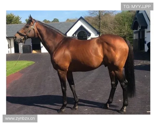 富里睡醒发现自家马场又多了一匹纯血马，这月第几回了？